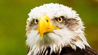 Alpha-Tiere – Die Fänge des Weißkopfseeadlers gehören zu den kräftigsten der Vogelwelt.