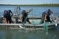 Zeb Hogans Monsterfische – Zeb netting chinook salmon (Photo Credit: Josh Thomas)