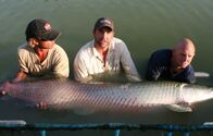 Zeb Hogans Monsterfische – Biologist Zeb Hogan finally catches a monster fish — a 7-foot arapaima — in breeder Khun Ake's pool of rare and exotic fish. The largest fish in South America, the arapaima kills prey not with a sting or bite but rather with a blow from its hard head.