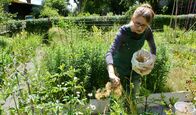 Ein Tag – Nadja Hildebrandt, Mitarbeiterin der „bergischen Gartenarche“ sorgt im ehemaligen Bauerngarten dafür, dass das Saatgut alter, heimischer Obst- und Gemüsesorten erhalten bleibt. Sie und ihre Mitstreiter wollen Pflanzen wie der „Haferwurz“ oder dem „guten Heinrich“ zum Überleben verhelfen.