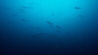 Big Pacific – Um Malpelo Island in Kolumbien sammeln sich oft große Schwärme von Hammerhaien.