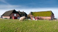 Universum: Extrem! – Häuser auf der Hallig Gröde, Deutschland (3m. über den Meeresspiegel, 16 Einwohner).