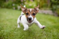 Crazy Clips – puppy