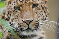 Nashorn, Zebra & Co. – Leopard.