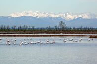 Wildes Venedig – Flamingos - in Venedig.