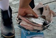 GEO Reportage – Am Dock der staatlichen Fischereibehörde INCOPESCA in Puntarenas werden Haifischflossen aus legalem Fang gewogen.