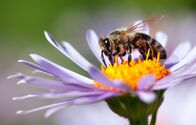Quarks – detail of honeybee in Latin Apis Mellifera, european or western honey bee sitting on the violet or blue flower