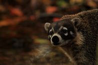 Wildes Mexiko – Sian Kaan Reserve, Mexiko - Nasenbären leben gerne in den Mangroven.