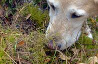 GEO Reportage – Molly, die ausgebildete Wolfsspürhündin, hilft Lea bei der Spurensuche in der Lausitz – Heimat der größten Wolfspopulation Deutschlands.