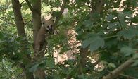 Leopard, Seebär & Co. – ARD/NDR LEOPARD, SEEBÄR & CO. FOLGE 81, "Trubel im Alpakagehege" Uhr im ERSTEN. Das Nasenbärbaby klettert in den Bäumen hin und her.