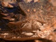 Tierische Freaks – A horned lizard. Several species of horned lizards are able to shoot blood out of their eye's as a defense mechanism.