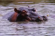 Tierisch abgefahren – Flusspferde ruhen tagsüber im Wasser und gehen nachts auf Futtersuche.