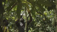 Nelson Müllers Lebensmittelreport – Woher stammen die Rohstoffe für unsere Schokolade? Nelson Müller besucht eine Kakaoplantage in Ghana.