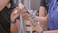 Zoogeflüster – Spike, der Schindelrücken-Skink, hat nicht zugenommen. Deshalb wird Dr. Priya Bapodra eine Bariumuntersuchung durchführen, um Spikes Magen mit dem eines "normalen" Skinks zu vergleichen. (National Geographic/Erik ÑPferdì Hardesty)