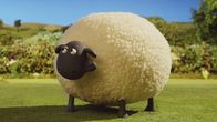 Shaun das Schaf – Shaun muss das große Schaf Shirley jeden Morgen auf die Weide schieben.