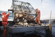 Fang des Lebens - Der gefährlichste Job Alaskas – Matt Sullivan and Chris Kirk dump a big load of crab onto the sorting table.
