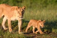 Queens - Königinnen des Tierreichs – Eine Löwin und ihr Junges laufen durch das Gras der ostafrikanischen Ebenen. (National Geographic für Disney/Oscar Dewhurst)