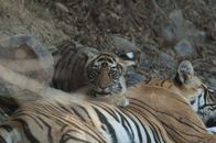 Die Rache des Tigers – Rajbagh Area, Ranthambore National Park: Sundari cub with a sleeping Sundari.(Photo credit: Â