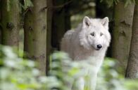 Die Sprache der Tiere – Die Rufe einzelner Wolfsarten unterscheiden sich, ähnlich wie Akzente. Doch die Funktion ihrer Rufe ist universell.