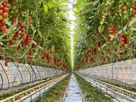 Servus Reportage – Marchfeld Tomaten