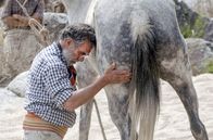 GEO Reportage – Der argentinische Pferdeflüsterer Oscar Scarpati vertritt die Philosophie der Gewaltlosigkeit bei der Zähmung von Pferden. Seiner Meinung nach brauchen die Tiere Verständnis und nicht, wie sonst oft üblich, Gewalt.