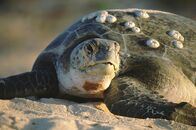 Naturparadiese am Äquator – Meeresschildkröten sind auf vielen pazifischen Korallenriffen zu finden
