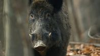 Wildes Russland – Sibirien, Russland - Wildschwein.