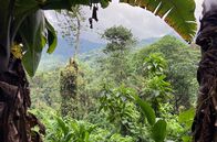 Afrikas Berge – Bananenstaude im Ruwenzori-Nationalpark
