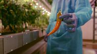 Marvellous Machines – Sieht so die Zukunft der Landwirtschaft aus? Eine perfekte Chilischote aus dem Vertical-Farming-Turm der Firma IGS im schottischen Dundee.
