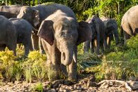 Big Five Asien – Borneos Waldelefanten