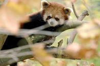 Der Große Panda – Der Kleine oder Rote Panda ist ebenfalls in China heimisch. Wie der Große Panda ernährt er sich vorzugsweise von Bambus.