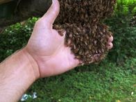 Tierische Freaks – A handful of bees.