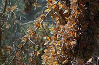 Insekten - Die heimlichen Herrscher – Sa, 11.10., 12:30 Uhr