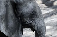 Rift Valley - Der große Graben – Elefant, Ruaha.
