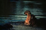 Man vs. Animal – A Hippopotamus (Hippopotamus amphibius) in possibly the Chobe river fighting with another hippopotamus.