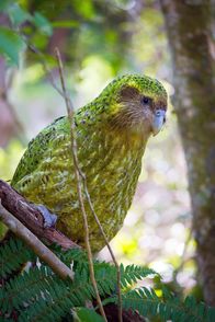 Wildes Neuseeland – Kakapos zählen zu den seltensten Vögeln der Welt. Sie wiegen bis zu vier Kilogramm und können nicht fliegen.