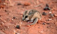 Expeditionen: Helden der Evolution – Schmalfuß-Beutelmaus, ein kleines fleischfressendes Beuteltier, in der australischen Wüste.