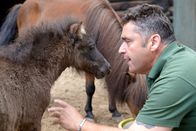 Zoobabies – Zoo Berlin Tierpfleger Mario Barabasz mit dem Shetland-Fohlen Renate.