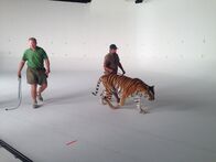 Die Zaubertricks der Tiere – SUN VALLEY, Kalifornien - Ein Trainer geht mit einem Tiger am Set spazieren. Das Fell des Tigers wächst aus dunklen Melaninstreifen, die das Muster erzeugen, das wir auf der Oberfläche sehen. (Bildnachweis: Madeleine Brooks)