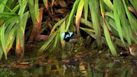 Tierische Freaks – Australian Native Bird
