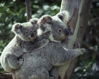 Tierische Freaks – Sa, 31.08., 03:50 Uhr