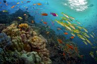 Das Große Barriere Riff – Ribbon Reef, Großes Barriere Riff.