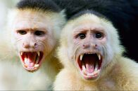 Costa Rica - Der Natur zur Seite stehen – Costa Rica - Der Natur zur Seite stehen (2020)