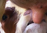 Netz Natur – NETZ NATUR Vom Kuh sein Gesunde Milch: Kälber werden durch Antikörper in der Milch der Mutter vor Krankheiten geschützt.