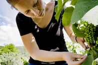 P.M. Wissen – Wie sieht der Weinbau in Zukunft aus ?