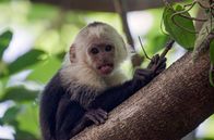 Costa Rica - Das Jaguar-Paradies – Panama-Kapuzineraffen ernähren sich von Früchten und Blättern, aber auch von Kleintieren.