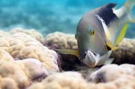 Der blaue Planet – Als einzige unter den Riff-Fischen benutzen Großzahn-Lippfische Werkzeuge, um die harte Schale von Muscheln, ihrer Lieblingsbeute, zu knacken. Sie schlagen die Muschel immer wieder gegen einen Korallenstock, bis die Schale bricht.