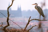 Wildes Prag – Wildes Prag Ein Graureiher in Prag Copyright: SRF/Jiří Petr, Kuli Film
