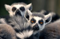 Tierisch high – Der Dokumentarfilm hinterfragt unser Verhältnis zu Rauschmitteln aus dem Blickwinkel der Tiere.