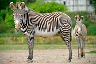 Zoo-Babies – Ein Grevy-Zebra mit Jungtier im Tierpark Berlin.